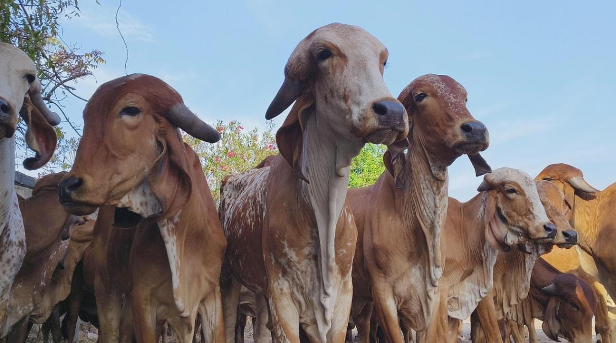 Aarya Foundation Gau Seva